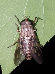 Tabanus trimaculatus