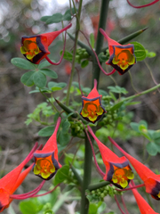 Tropaeolum tricolor