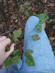 Crataegus pulcherrima