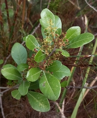 Searsia lucida lucida