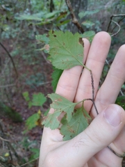 Crataegus pulcherrima