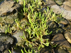 Spergularia canadensis