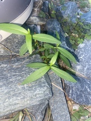 Alternanthera philoxeroides