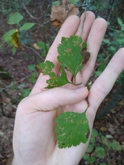 Crataegus pulcherrima
