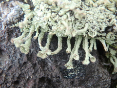 Cladonia digitata