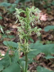 Platanthera lacera
