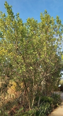 Searsia lucida lucida