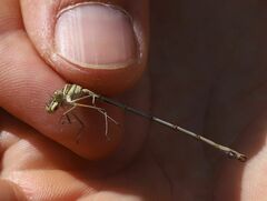 Lestes barbarus