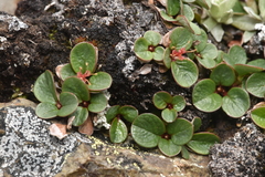 Salix nivalis