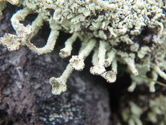 Cladonia digitata