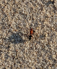 Dasymutilla quadriguttata