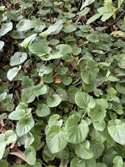 Viola odorata