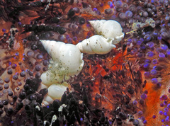 Echineulima asthenosomae