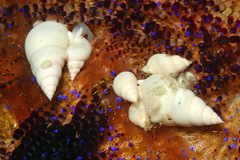 Echineulima asthenosomae