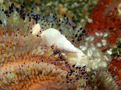 Echineulima asthenosomae