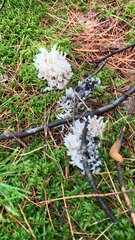 Clavulina coralloides