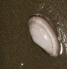 Psammotella bertini