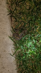 Regina septemvittata