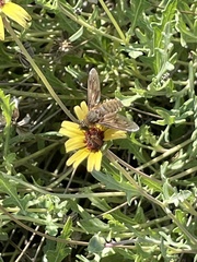 Poecilanthrax lucifer