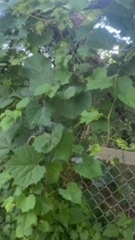 Vitis vulpina