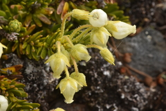 Phyllodoce glanduliflora