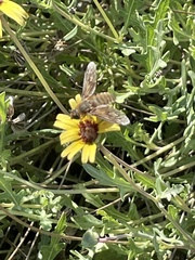 Poecilanthrax lucifer