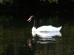 Cygnus melancoryphus