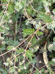 Kallstroemia parviflora