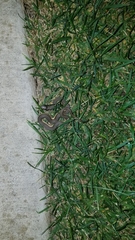 Regina septemvittata