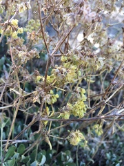 Eriogonum umbellatum
