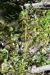 Luzula multiflora sibirica