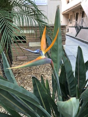 Strelitzia