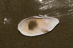 Psammotella bertini