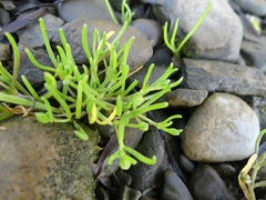 Spergularia canadensis