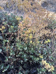 Eriogonum umbellatum