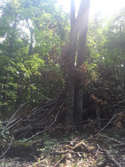 Poecile atricapillus