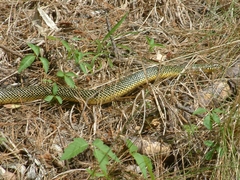 Lampropeltis holbrooki