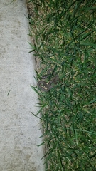 Regina septemvittata