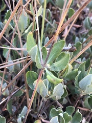 Eriogonum umbellatum