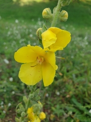 Verbascum