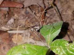 Phalangioidea