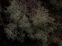 Cladonia arbuscula mitis