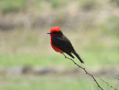 Pyrocephalus rubinus mexicanus