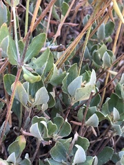 Eriogonum umbellatum