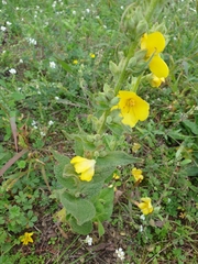 Verbascum