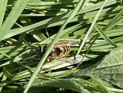 Vespula