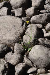Ranunculus pedatifidus affinis