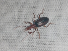 Dryptinae