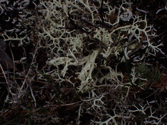 Cladonia uncialis