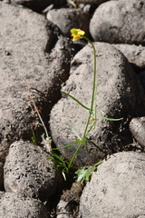 Ranunculus pedatifidus affinis